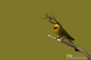 Kleine Bijeneneter, Little Bee-Eater, Merops Pusillus
