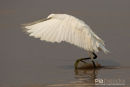 Kleine zilverreiger,Little-Egret,Egretta Garzetta