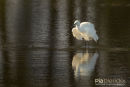 Kleine zilverreiger,Little-Egret,Egretta Garzetta