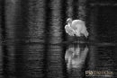 Kleine zilverreiger,Little-Egret,Egretta Garzetta