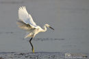 Kleine zilverreiger,Little-Egret,Egretta Garzetta