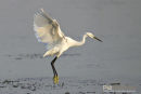 Kleine zilverreiger,Little-Egret,Egretta Garzetta