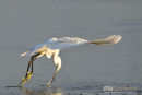 Kleine zilverreiger,Little-Egret,Egretta Garzetta