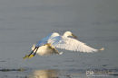 Kleine zilverreiger,Little-Egret,Egretta Garzetta