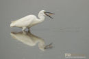Kleine zilverreiger,Little-Egret,Egretta Garzetta