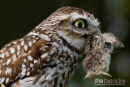 Steenuil,Little Owl,Athene Noctua