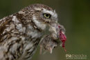 Steenuil,Little Owl,Athene Noctua