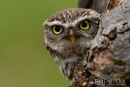 Steenuil,Little Owl,Athene Noctua