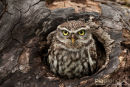 Steenuil,Little Owl,Athene Noctua