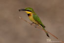 Kleine Bijeneneter, Little Bee-Eater, Merops Pusillus