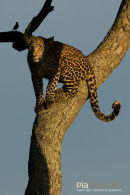 Luipaard,Leopard,Panthera Pardus