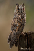 Ransuil,Long-Eared Owl,Asio Otus (previously: Stix Otus)
