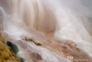 Mammoth Hot Springs, Lower terraces, Geothermal Areas of Yellowstone 