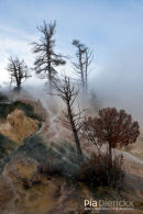 Mammoth Hot Springs, Lower terraces, Geothermal Areas of Yellowstone 