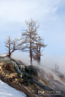 Mammoth Hot Springs, Lower terraces, Geothermal Areas of Yellowstone 