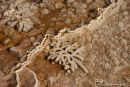 Mammoth Hot Springs, Lower terraces, Geothermal Areas of Yellowstone 