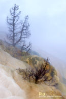 Mammoth Hot Springs, Lower terraces, Geothermal Areas of Yellowstone 