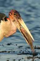 Afrikaanse Maraboe, Maraboe Stork, Leptoptilos Crumeniferus