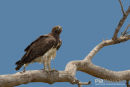 Vechtarend, Martial Eagle, Polemaetus Cellicosus