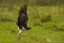 Vechtarend, Martial Eagle, Polemaetus Cellicosus