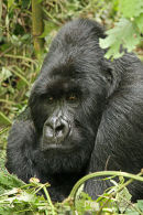 Berggorilla,Mountain Gorilla,Gorilla Beringei Beringei