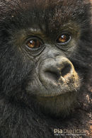 Berggorilla,Mountain Gorilla,Gorilla Beringei Beringei