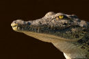 Nijlkrokodil,Nile Crocodile,Crocodylus Niloticus