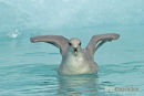 Noordse Stormvogel, Norther Fulmar, Fulmarus Glacialis	