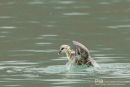 Noordse Stormvogel, Norther Fulmar, Fulmarus Glacialis	