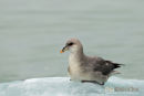 Noordse Stormvogel, Norther Fulmar, Fulmarus Glacialis	