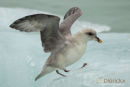 Noordse Stormvogel, Norther Fulmar, Fulmarus Glacialis	