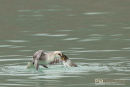 Noordse Stormvogel, Norther Fulmar, Fulmarus Glacialis	