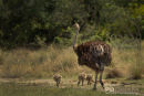Struisvogel, Ostrich, Struthio Camelus