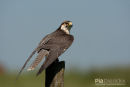 Slechtvalk, Peregrine Falcon, Falco Peregrinus