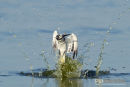 Bonte ijsvogel, Pied Kingfisher, Ceryle Rudis