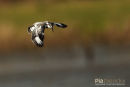 Bonte ijsvogel, Pied Kingfisher, Ceryle Rudis