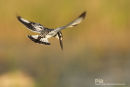Bonte ijsvogel, Pied Kingfisher, Ceryle Rudis