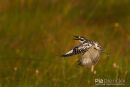 Bonte ijsvogel, Pied Kingfisher, Ceryle Rudis