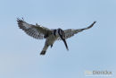 Bonte ijsvogel, Pied Kingfisher, Ceryle Rudis