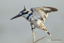 Bonte ijsvogel, Pied Kingfisher, Ceryle Rudis