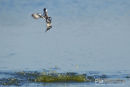 Bonte ijsvogel, Pied Kingfisher, Ceryle Rudis