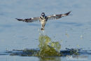 Bonte ijsvogel, Pied Kingfisher, Ceryle Rudis