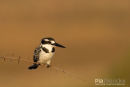 Bonte ijsvogel, Pied Kingfisher, Ceryle Rudis