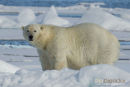Ijsbeer, Polar Bear, Ursus Maritimus
