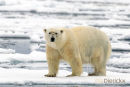 Ijsbeer, Polar Bear, Ursus Maritimus