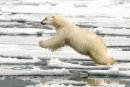 Ijsbeer, Polar Bear, Ursus Maritimus