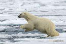 Ijsbeer, Polar Bear, Ursus Maritimus
