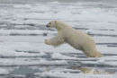 Ijsbeer, Polar Bear, Ursus Maritimus