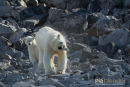 Ijsbeer, Polar Bear, Ursus Maritimus