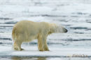 Ijsbeer, Polar Bear, Ursus Maritimus